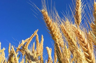 ПРОДУКЦИЯ ЭМИКС ПРЕДСТАВЛЕН НА ВЫСТАВКЕ АГРАРНОГО ПРАЗДНИКА "ДЕНЬ ПОЛЯ"