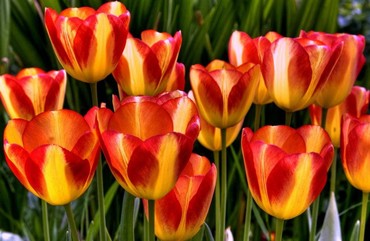 КАК ПРОДЛИТЬ ЦВЕТЕНИЕ БУКЕТА