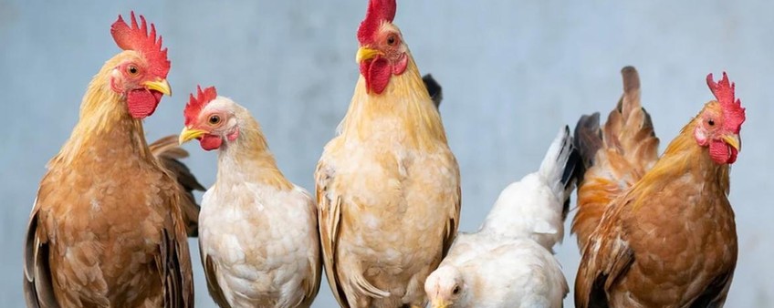 УДОБРЕНИЕ ИЗ КУРИНОГО ПОМЁТА: ПРИГОТОВЛЕНИЕ И ИСПОЛЬЗОВАНИЕ