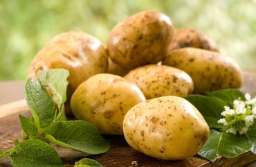 КАК ПОДГОТОВИТЬ КАРТОФЕЛЬ К ПОСАДКЕ ВЕСНОЙ