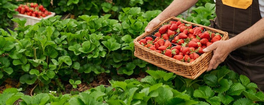 ЧЕМ ПОДКОРМИТЬ САД ПОСЛЕ УБОРКИ УРОЖАЯ