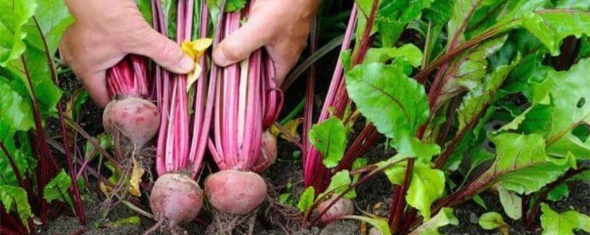 Что делать со свеклой в АВГУСТЕ: Секреты сладости и лежкости от агрономов