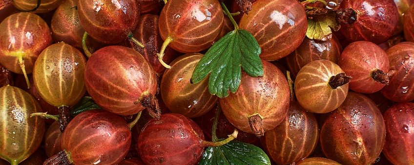 ОСНОВНЫЕ ТРЕБОВАНИЯ ПРИ ВЫРАЩИВАНИИ КРЫЖОВНИКА