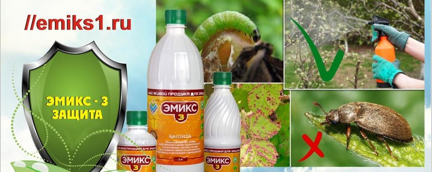 ЭМИКС З – ТРИ В ОДНОМ! «АЛЬФА И ОМЕГА» ПРИ ОБРАБОТКЕ РАСТИТЕЛЬНЫМИ ПРЕПАРАТАМИ!