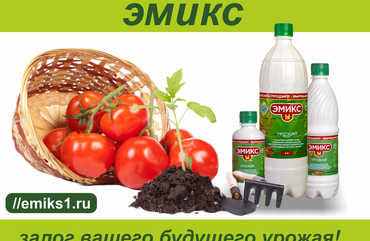 Ах, томаты мои рас…томаты!