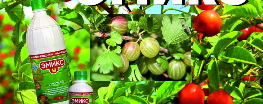 В октябре, в октябре приготовь кусты к зиме!