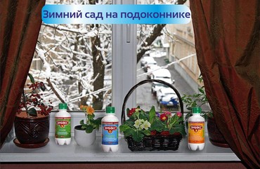 ЗИМНИЙ САД НА ПОДОКОННИКЕ
