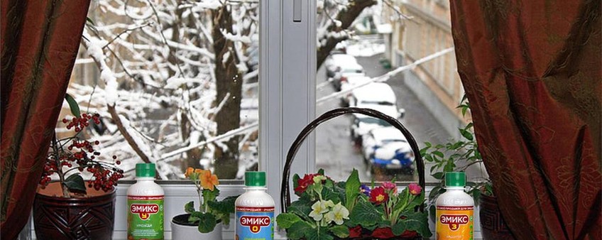 ЗИМНИЙ САД НА ПОДОКОННИКЕ