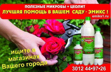 РОЗА . Уход за розами осенью.
