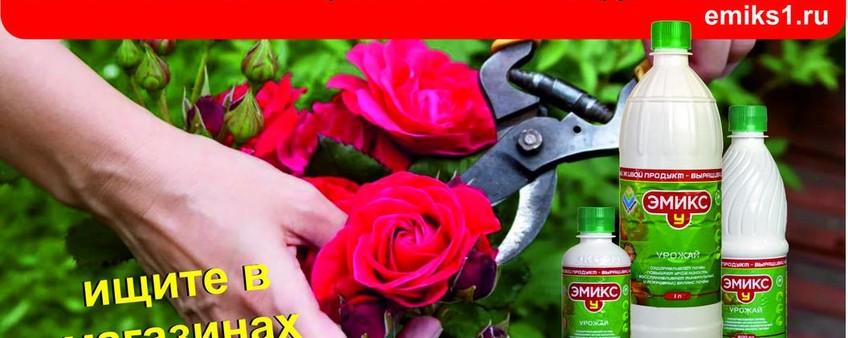 РОЗА . Уход за розами осенью.