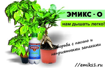 Фикус – полезные растения