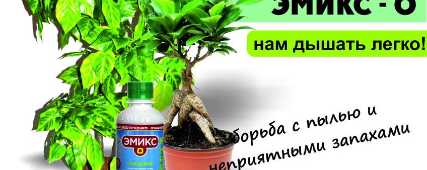 Фикус – полезные растения