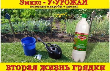 Что посадить на грядки после уборки урожая.