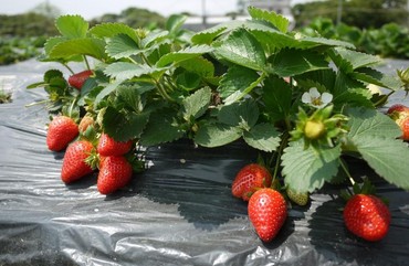 Зимняя защита клубники: как сохранить урожай и подготовить растения к весне