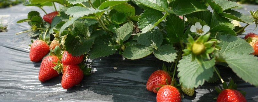 Зимняя защита клубники: как сохранить урожай и подготовить растения к весне