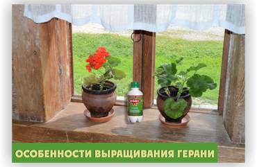ГЕРАНЬ