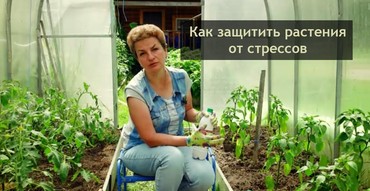 Как защитить растения от стрессов