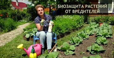 БИОЗАЩИТА растений от болезней | Подкормка капусты