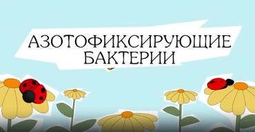 Азотофиксирующие бактерии. Зачем они нужны