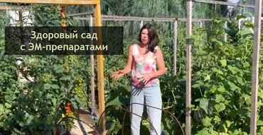 Здоровый сад с ЭМ-препаратами